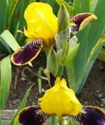 Iris germanica Bumblebee Deelite remontant, cu inflorire repetata - Iris barbos mediu - inalt, pachet 5 rizomi (Livrarea dupa 10 Septembrie) - imagine 3