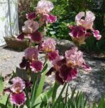 Iris germanica Cranberry Swirl - Iris barbos inalt, pachet 5 rizomi (Livrarea dupa 10 Septembrie) - imagine 2