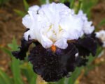 Iris germanica Domino Noir - Iris barbos inalt, 1 rizom (Livrarea dupa 10 Septembrie)