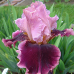 Iris germanica Cranberry Swirl - Iris barbos inalt, pachet 5 rizomi (Livrarea dupa 10 Septembrie)