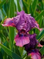 Stanjenel - Iris pumila „Pastel Charm” - Iris barbos pitic - pachet 5 rizomi (Livrarea dupa 10 Septembrie) - imagine 2