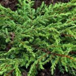 Juniperus communis ‘Repanda’ - Ienupăr târâtor, vesnic verde la ghiveci P9  (Livrarea dupa 10 Septembrie) - imagine 3