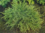 Juniperus communis ‘Repanda’ - Ienupăr târâtor, vesnic verde la ghiveci P9  (Livrarea dupa 10 Septembrie)