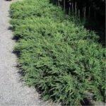 Juniperus communis ‘Repanda’ - Ienupăr târâtor, vesnic verde la ghiveci P9  (Livrarea dupa 10 Septembrie) - imagine 2