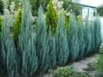 Juniperus scopulorum ‘Blue Arrow’ - Ienupăr sageata albastriu, vesnic verde la ghiveci P12, H 20-30 cm  (Livrarea dupa 10 Septembrie) - imagine 2