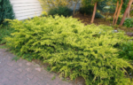 Juniperus × pfitzeriana ‘Old Gold’ - Ienupăr târâtor auriu, vesnic verde la ghiveci P12, H 15-20 cm  (Livrarea dupa 10 Septembrie)
