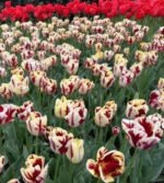Bulbi Lalele Rembrandt Grand Perfection, marime 12+ - pachet 3 bulbi (Livrarea dupa 10 Septembrie) - imagine 2