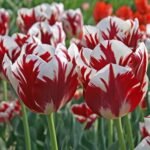 Bulbi Lalele Rembrandt Grand Perfection, marime 12+ - pachet 3 bulbi (Livrarea dupa 10 Septembrie)
