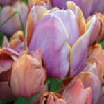 Bulbi Lalele Multiflora Blue Heaven marime 12+ -pachet 3 bucati (Acest produs se livreaza dupa 10 Septembrie )