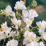 Lonicera × purpusii ‘Winter Beauty’ - Caprifoi de Iarna intens parfumat la ghiveci P9 - H 25-35 cm (Livrarea dupa 10 Septembrie)