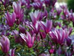 Magnolia liliiflora ‘Nigra -  arbust la ghiveci P10, H 20-30 cm (Livrarea dupa 10 Septembrie) - imagine 2