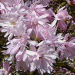Magnolia Stelata Rosea -  arbust la ghiveci P10, H 20-30 cm (Livrarea dupa 10 Septembrie)