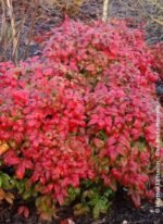 Bambusul Sfant pitic Nandina Domestica Fire Power arbust peren vesnic verde la ghiveci P9 H 15-20 cm (Livrarea dupa 10 Septembrie)