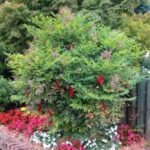Bambusul Sfant inalt, Nandina Domestica Richmond arbust peren vesnic verde la ghiveci P9 H 15-20 cm (Livrarea dupa 10 Septembrie) - imagine 2