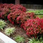 Bambusul Sfant pitic Nandina Domestica Fire Power arbust peren vesnic verde la ghiveci P9 H 15-20 cm (Livrarea dupa 10 Septembrie) - imagine 3
