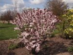 Prunus × cistena — cireș ornamental cu frunziș purpuriu la ghiveci P9 (Livrarea dupa 10 Septembrie) - imagine 3