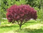 Prunus × cistena — cireș ornamental cu frunziș purpuriu la ghiveci P9 (Livrarea dupa 10 Septembrie) - imagine 2