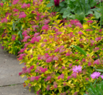 Spiraea japonica ‘Magic Carpet’ — Spirea  (Cununita) japoneză cu frunziș auriu la ghiveci C3, H 30-40 cm