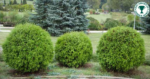 Thuja occidentalis ‘Danica’, Thuja globulara, vesnic verde la ghiveci P9 - H 15-20 cm (Livrarea dupa 10 Septembrie)