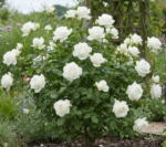 Trandafir Teahybrid Tina parfum subtil, la ghiveci 2l - imagine 2
