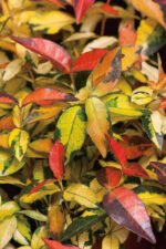 Trachelospermum asiaticum ‘Summer Sunset’ — Iasomie asiatică decorativă cu frunzis permanent la ghiveci P10, H 20-25 cm - imagine 2