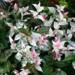 Trachelospermum asiaticum ‘Tricolor’ — Iasomie asiatică decorativă cu frunzis permanent la ghiveci P10, H 15-25 cm