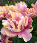 Bulbi Lalele Duble tip bujor Pink Star, marime 12+ - pachet 3 bulbi (Livrarea dupa 10 Septembrie)