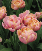 Bulbi Lalele Duble tip bujor Pink Star, marime 12+ - pachet 3 bulbi (Livrarea dupa 10 Septembrie) - imagine 3