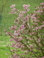 Viburnum farreri – Calin parfumat de iarnă la ghiveci P9 (Livrarea dupa 10 Septembrie) - imagine 3