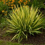 Yucca filamentosa ‘Color Guard’ -  planta perena vesnic verde la ghiveci P9 (Livrarea dupa 10 Septembrie) - imagine 3