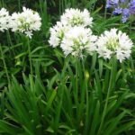 Agapanthus africanus Albus- Crin African Alb la ghiveci P 9