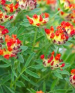 Anthyllis vulneraria var. coccinea - Vulneraria roșie la ghiveci P9 (Livrarea dupa 10 Septembrie) - imagine 2