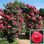 Trandafir Urcator Antike, parfum subtil, Kordes, la ghiveci 2l