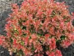 Berberis thunbergii 'Admiration' - Dracila pitica- la ghiveci C2.5, H 25-30 cm (Livrarea dupa 10 Septembrie) - imagine 2