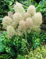 Cotinus coggygria ‘Young Lady – Arborele de fum - Scumpie cu flori roz la ghiveci P12 (Livrarea dupa 10 Septembrie) - imagine 4