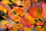 Cotinus coggygria ‘Young Lady – Arborele de fum - Scumpie cu flori roz la ghiveci P12 (Livrarea dupa 10 Septembrie) - imagine 3