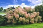 Cotinus coggygria ‘Young Lady – Arborele de fum - Scumpie cu flori roz la ghiveci P12 (Livrarea dupa 10 Septembrie) - imagine 2
