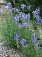 Dracocephalum ruyschianum - Dragonul albastru la ghiveci P9 (Livrarea dupa 10 Septembrie) - imagine 3