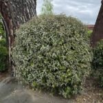 Elaeagnus × ebbingei - Salcioara - arbust vesnic verde cu flori parfumate la ghiveci P9.5 - H 15-20 cm (Livrarea dupa 10 Septembrie) - imagine 3