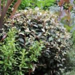 Elaeagnus × ebbingei - Salcioara - arbust vesnic verde cu flori parfumate la ghiveci P9.5 - H 15-20 cm (Livrarea dupa 10 Septembrie) - imagine 2