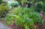 Elsholtzia stauntonii - Arbustul de menta chinezesc - la ghiveci C3, H 70-80 cm (Livrarea dupa 10 Septembrie) - imagine 2