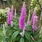 Elsholtzia stauntonii - Arbustul de menta chinezesc - la ghiveci C3, H 70-80 cm (Livrarea dupa 10 Septembrie)