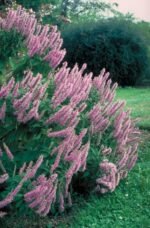 Elsholtzia stauntonii - Arbustul de menta chinezesc - la ghiveci C3, H 70-80 cm (Livrarea dupa 10 Septembrie) - imagine 3
