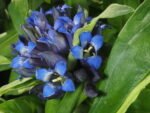Gentiana cruciata -  Ghințură cruciată la ghiveci P9 (Livrarea dupa 10 Septembrie)