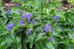 Gentiana cruciata -  Ghințură cruciată la ghiveci P9 (Livrarea dupa 10 Septembrie) - imagine 3