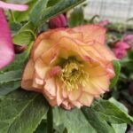 Spanz - Helleborus Double Apricot cu frunzis vesnic verde - la ghiveci P9, H 10-15 cm (Livrarea dupa 10 Septembrie)