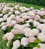 Hydrangea Arborescens Candybelle Marshmallow - Hortensie Arboresecenta la ghiveci P9 - H 15-20 cm (Livrarea dupa 10 Septembrie)