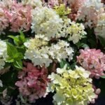 Hydrangea paniculata Petite Star -  la ghiveci P9 - H 15-20 cm (Livrarea dupa 10 Septembrie) - imagine 2