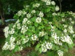 Hydrangea quercifolia – hortensia cu frunze de stejar, la ghiveci  P9, H 15-20 cm (Livrarea dupa 10 Septembrie) - imagine 2