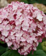 Hydrangea Arborescens Candybelle Bubblegum - Hortensie Arboresecenta la ghiveci P9 - H 15-20 cm (Livrarea dupa 10 Septembrie)